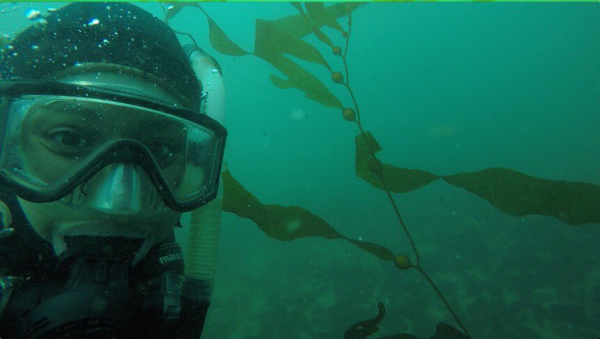 Hard to believe these #kelp were just microscopic spores in the lab a few months ago - after outplanting in April, they are now over 2 m tall!
Couldn’t resist a kelp selfie #kelpie
