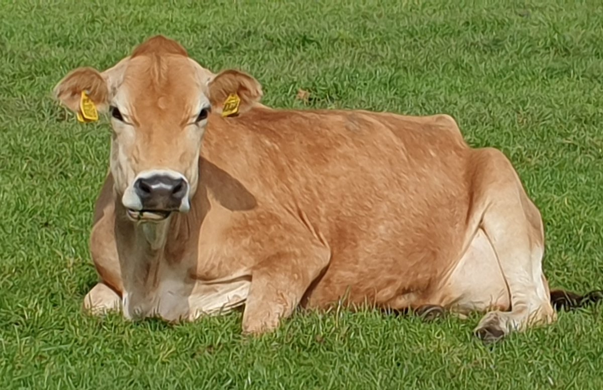 Dryslade's tweet photo. #CowAppreciationDay #redtractorfoods #farmstayuk #lovecows #livingthedream #backbritishfarming https://t.co/T42aF7aYeQ