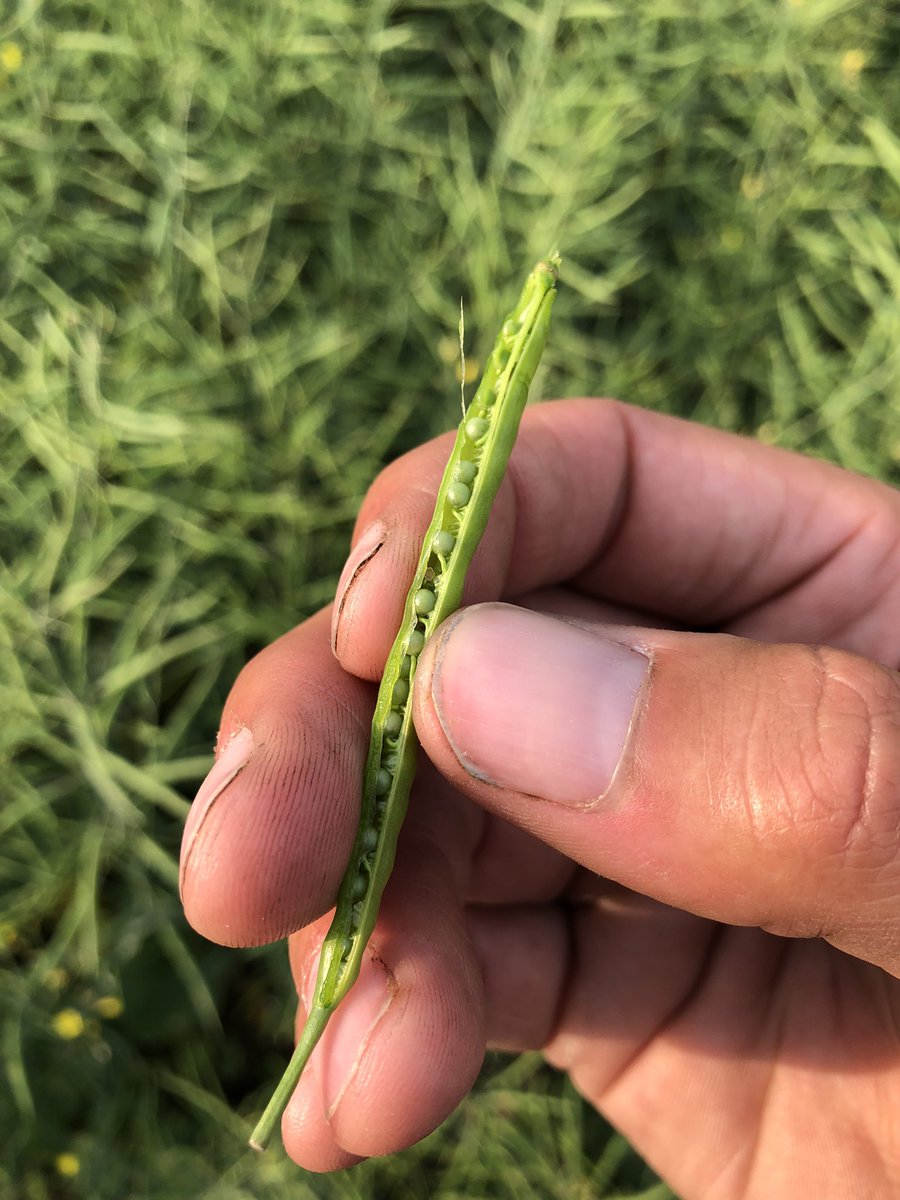 shymmer33's tweet image. When you only get 3 inches of rain since the end of April… we will take this! Not a bumper crop by any means but grateful for how it looks based on the year! #Rainneeded #AgTwitter #Canola #Invigor