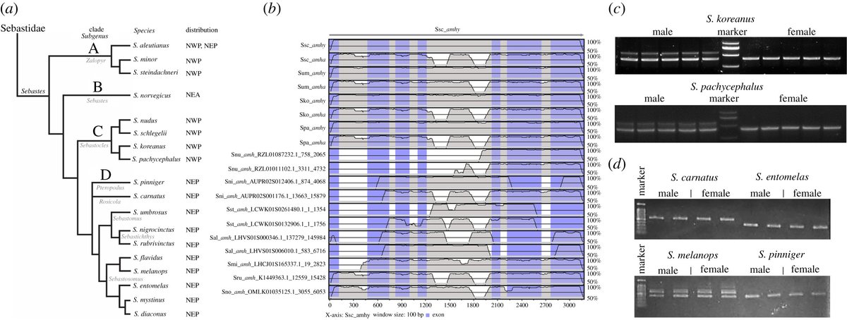 Felix Zareie-Vaux (@felixvaux) on Twitter photo Excited to be involved in this paper, now in #OpenBiology!🐟🧬
A duplicated amh is the master sex-determining gene for Sebastes rockfish in the Northwest Pacific: doi.org/10.1098/rsob.2…
<a href="/RSocPublishing/">Royal Society Publishing</a> <a href="/OUC1924/">Ocean University of China</a> <a href="/SFG_Lab/">State Fisheries Genomics Lab</a>
<a href="/genomics_fish/">FishGenomics</a> <a href="/sexgenomics/">SexGenomics</a> <a href="/sexChr_papers/">sexchrpapers</a> <a href="/FishJournals/">@FishJournals</a> Excited to be involved in this paper, now in #OpenBiology!🐟🧬
A duplicated amh is the master sex-determining gene for Sebastes rockfish in the Northwest Pacific: doi.org/10.1098/rsob.2…
<a href="/RSocPublishing/">Royal Society Publishing</a> <a href="/OUC1924/">Ocean University of China</a> <a href="/SFG_Lab/">State Fisheries Genomics Lab</a>
<a href="/genomics_fish/">FishGenomics</a> <a href="/sexgenomics/">SexGenomics</a> <a href="/sexChr_papers/">sexchrpapers</a> <a href="/FishJournals/">@FishJournals</a>