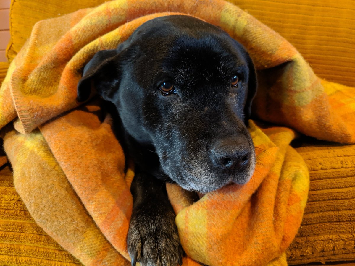 MargotLaw's tweet photo. Hey @MatildaBoseley  - if you're keen on dogs and need a lockdown mission, the whole of the Illawarra is on the hunt for 💖 Astro 💖 who's been missing since last week. Last sighting was at McCauley's beach in Thirroul.

Nerdy search map here: https://t.co/jE9C0hOrsQ https://t.co/R1LHqGNQfC