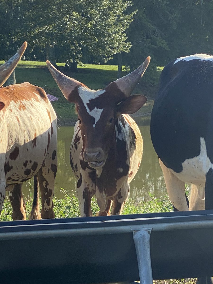 Rachel Davenport (@mrsrachel_d) on Twitter photo Meet Fairbury. She’s sure is a pretty one so it only seem fitting we give her a name that truly means a lot to us! #TheBestWin #MeetFairbury <a href="/DirtyDollar_/">Dirty Dollar Ranch</a> <a href="/TheFast49/">Jonathan Davenport</a> Meet Fairbury. She’s sure is a pretty one so it only seem fitting we give her a name that truly means a lot to us! #TheBestWin #MeetFairbury <a href="/DirtyDollar_/">Dirty Dollar Ranch</a> <a href="/TheFast49/">Jonathan Davenport</a>