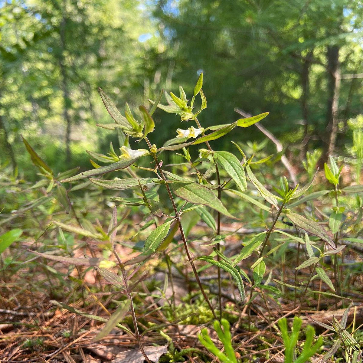 alex ebert tweet media