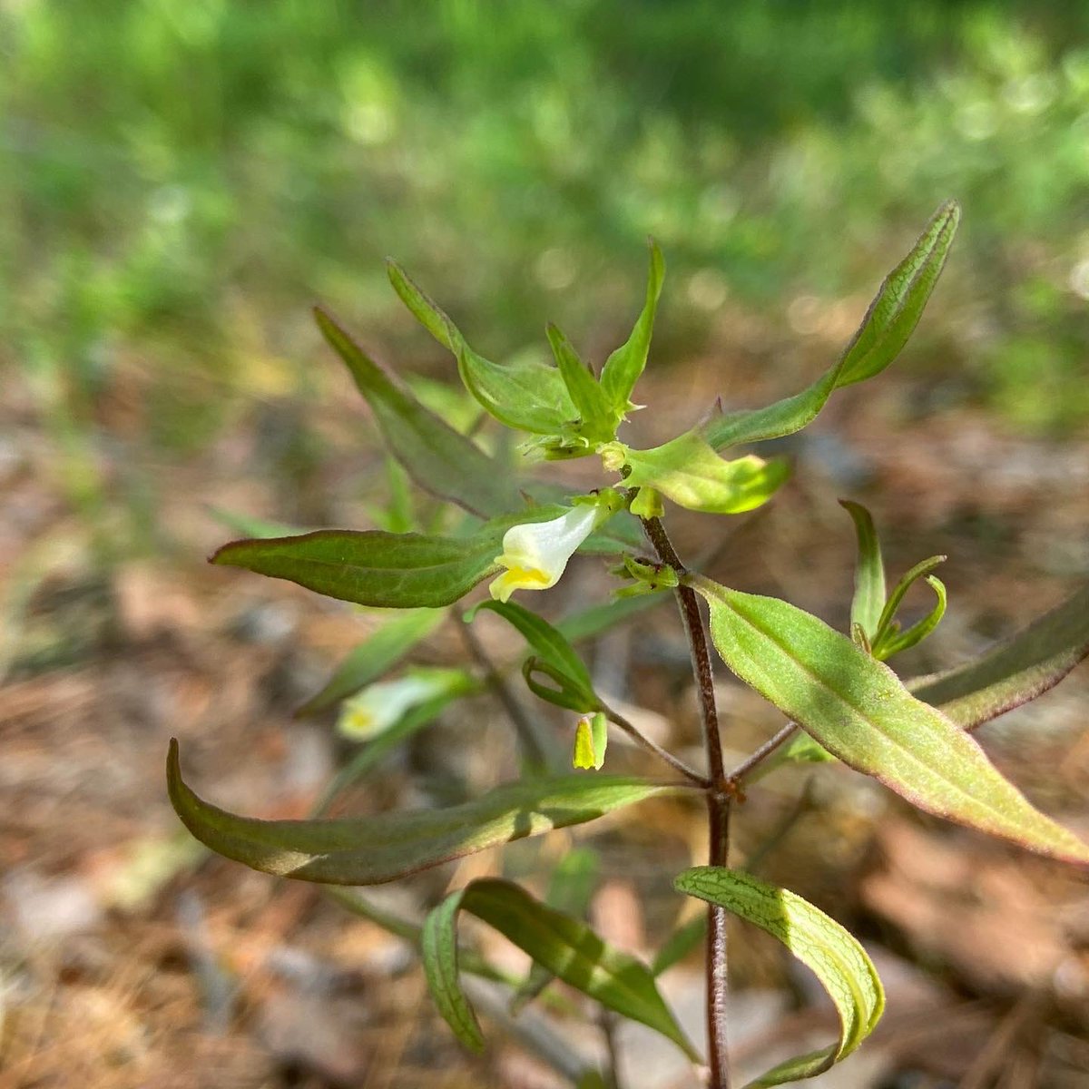 alex ebert tweet media