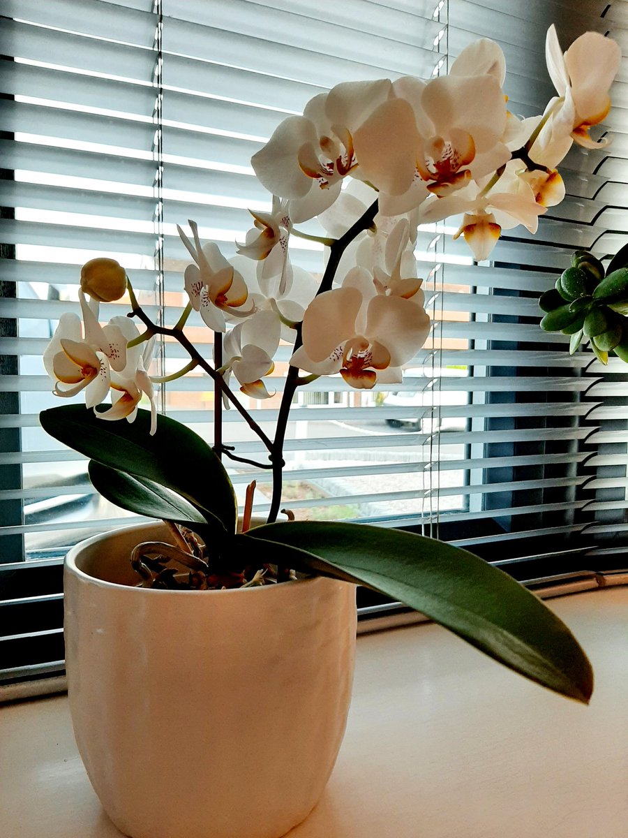 CreenCharlotte's tweet photo. So happy with my two blooming houseplants this week 🌸🌵 and a chance to show them off on #HouseplantHour https://t.co/IbO66rAgYC