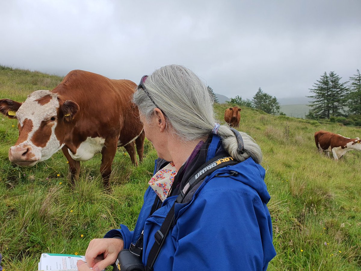 GrasslandsIrl's tweet photo. Day 2 on this leg of the @npwsBioData #GrasslandsRoadshow brought us to fabulously #SpeciesRich Annex #NardusGrassland in north #Sligo. More #CuriousCattle and amazingly diverse sward. #HNV https://t.co/bjckqDYzbK