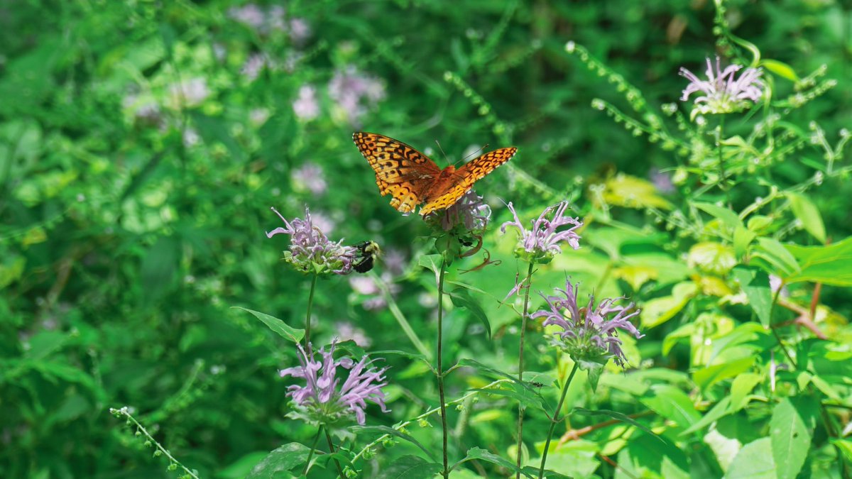 5andler's tweet photo. Summer things in the center

#photography https://t.co/HJSGckZWmU