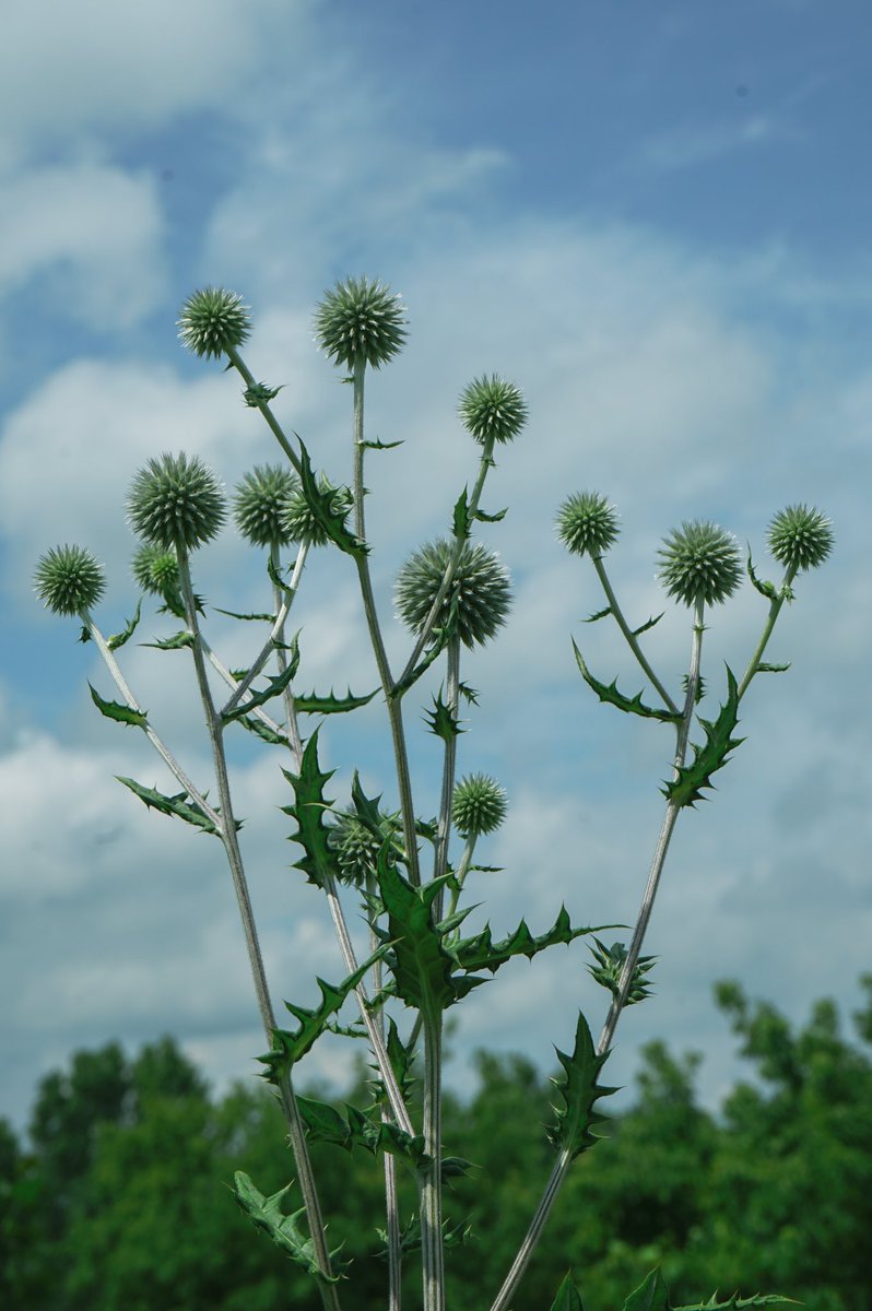 5andler's tweet photo. Summer things in the center

#photography https://t.co/HJSGckZWmU