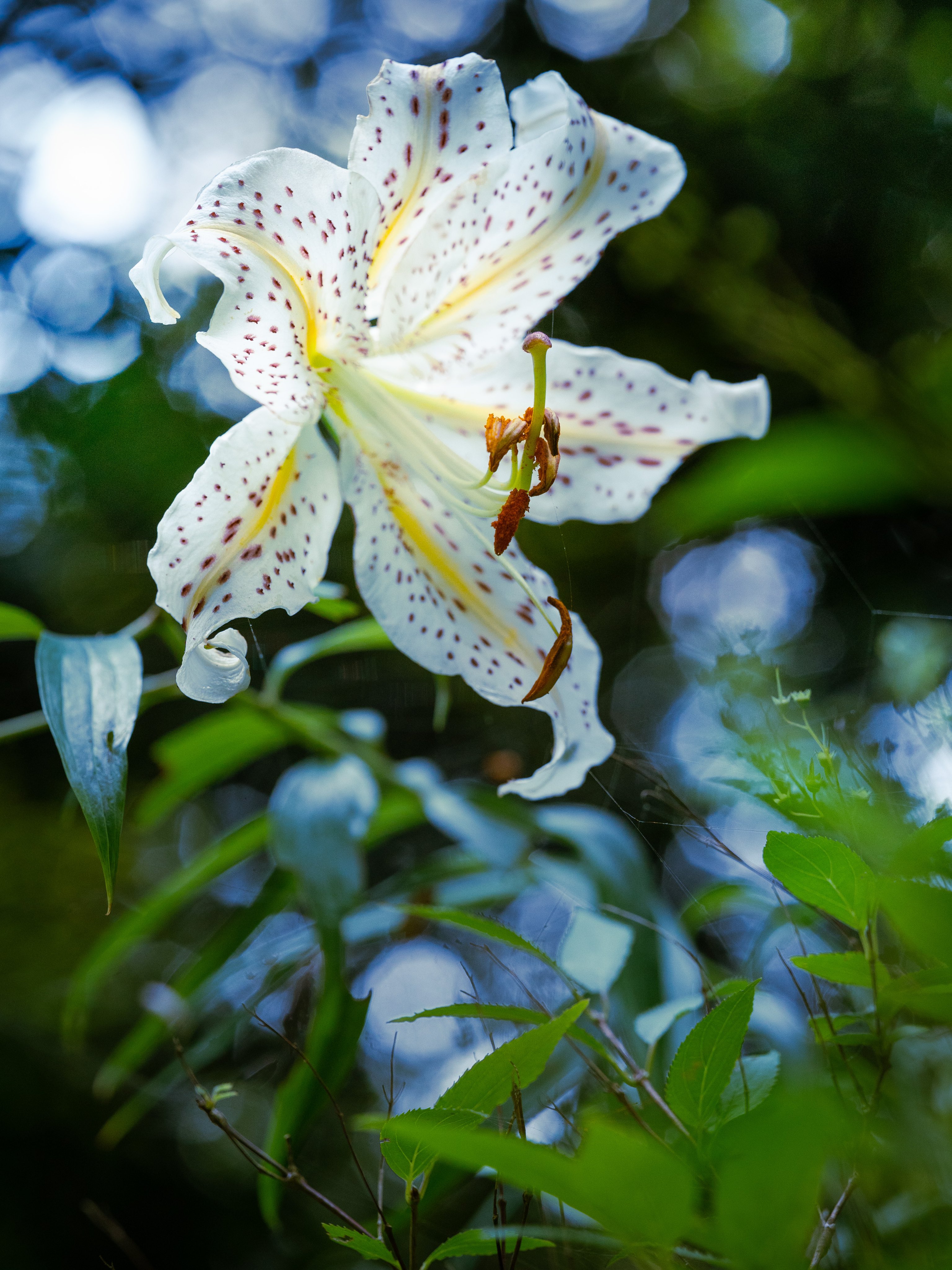 Takao ヤマユリ ヤマユリが咲いていました 日本原産 ユリ科 ユリ科でも最大級の花 をつけ強く甘い香りを漂わせます 1873年のウィーン万博に出品され欧米でブームになりました ヤマユリからカサブランカをはじめとするオリエンタルハイブリッドと言われる