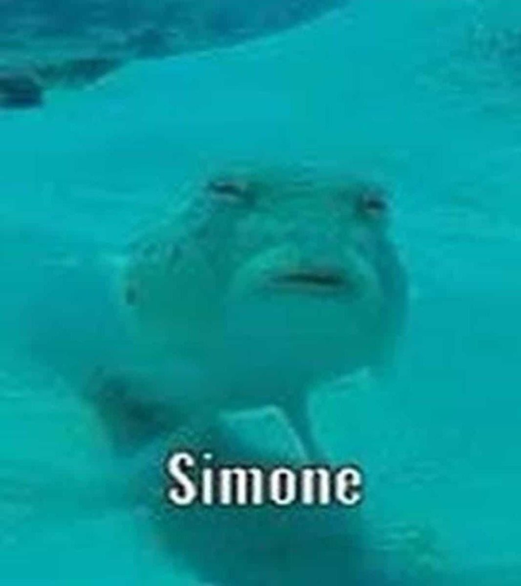 CyClone18767043's tweet photo. @pokimanelol @NZXT Simone for luck https://t.co/qr0XPd41sn