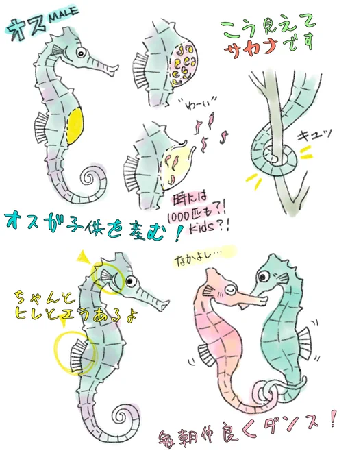 タツノオトシゴはこう見えて魚です夫婦は一生添い遂げる、オスが出産する、などの生態を絵が出来ていく過程とともに楽しく動画解説しています。ぜひいらっしゃい!↓↓↓   ↓↓↓  #アトリエの系譜3  