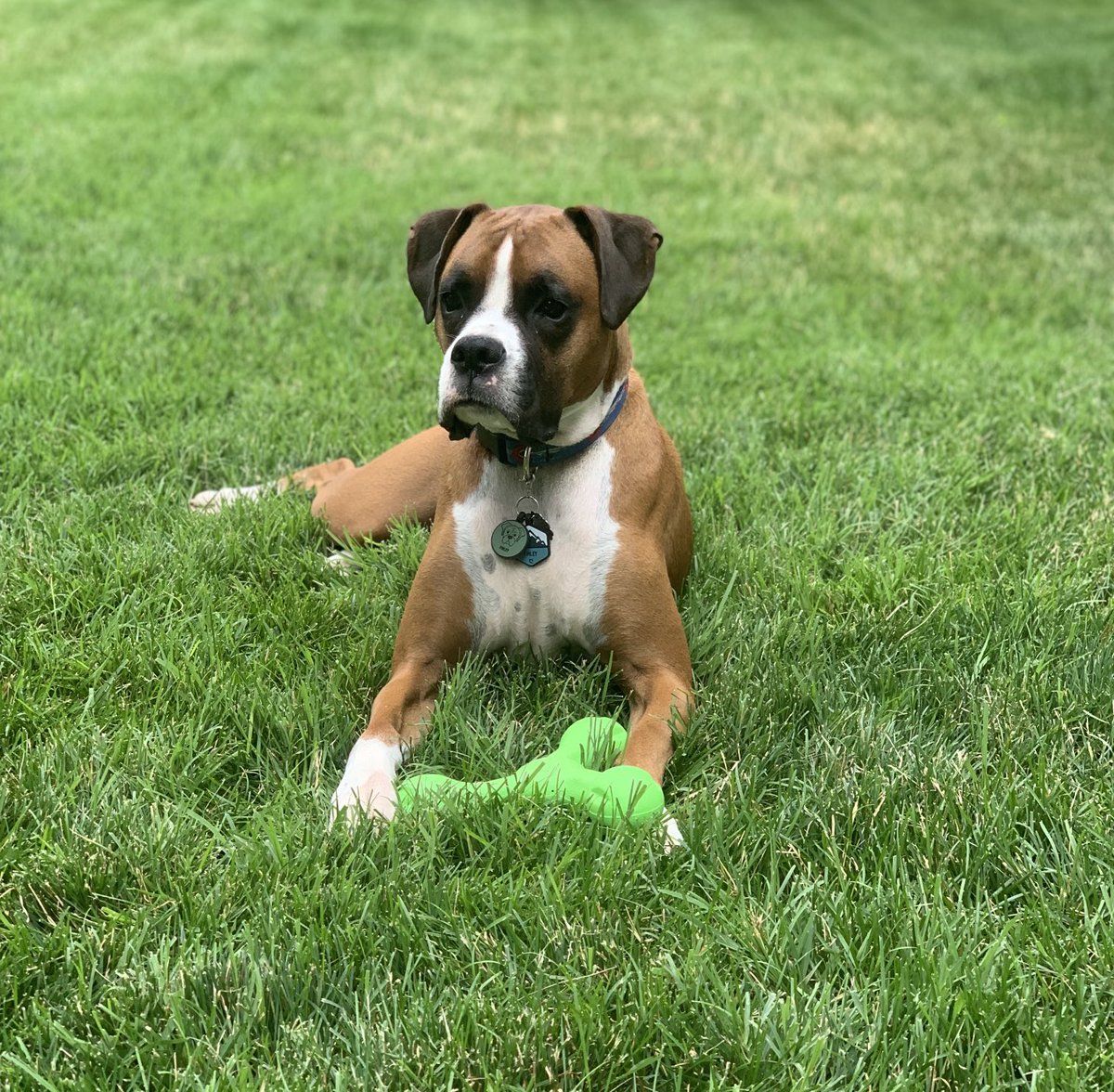 ❤️🐾Happy 4th birthday Finley.🐾❤️