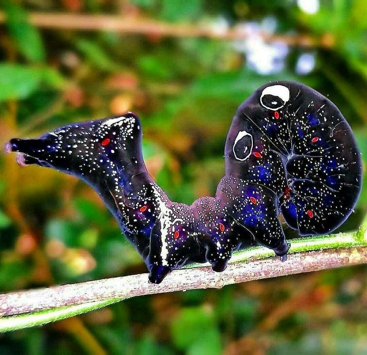 Nature is Lit tweet media