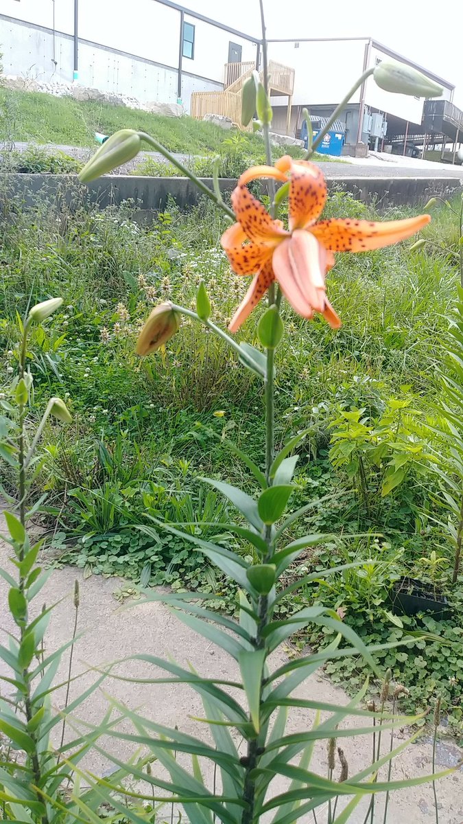 MalkaBeth's tweet photo. @wood94832645 as promised enjoy some blossoming tiger lily pictures https://t.co/wqXami1auQ
