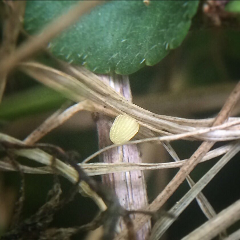 Julia Simons tweet media