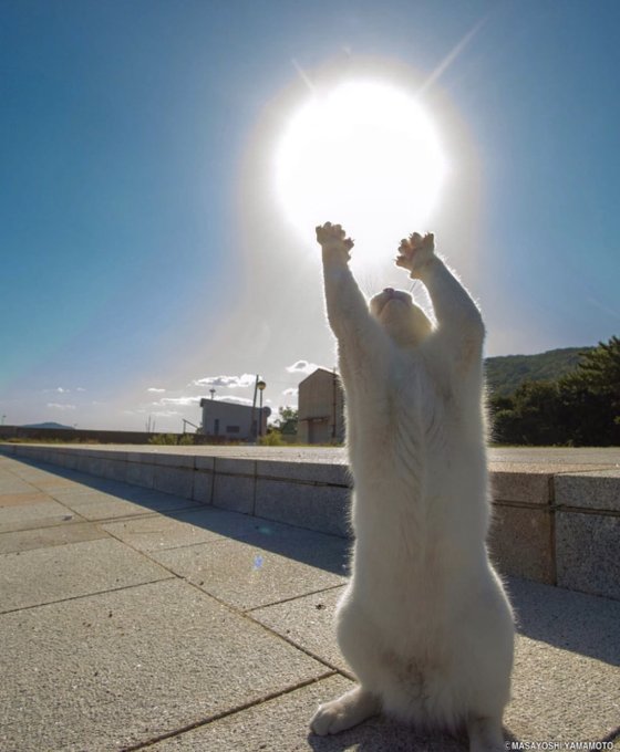 Unreleased footage of me worshiping the summer sun. https://t.co/8rUQiyNTP5
