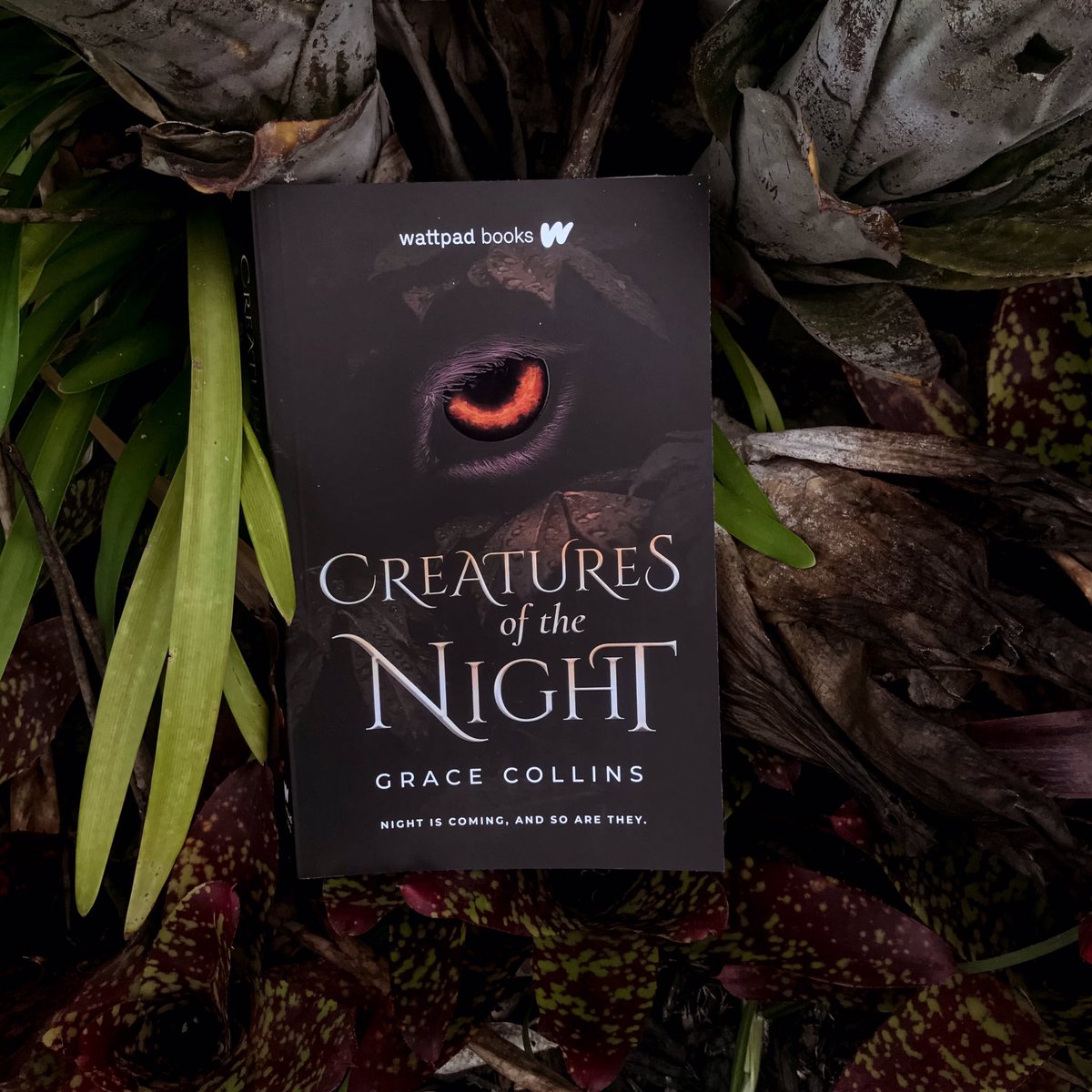 Don’t mind me just plastering myself all over social media. But if you can’t spam the feed when you publish a book then when can you? Thank you to <a href="/wattpad/">Wattpad</a> for making my dream of becoming an author come true! Pick up Creatures of the Night now! 🐺 🌙 🔥 ❤️