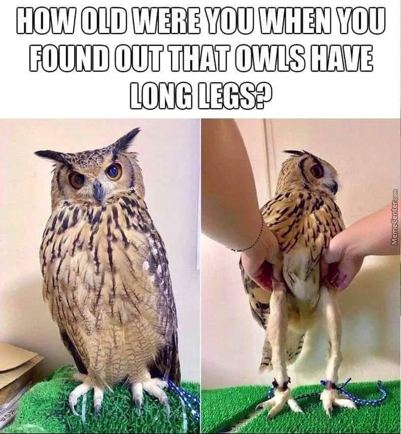 NoriTheLord's tweet photo. Owl Stolas being a cursed bird part 6 
legs :>

#owlstolas #stolas #helluvaboss #stolashelluvaboss #helluvabossstolas #cursedimage #memes #owl #blitzo #helluvabossblitzo #helluvabossfanart #stolitz https://t.co/M9e7oXkPFq