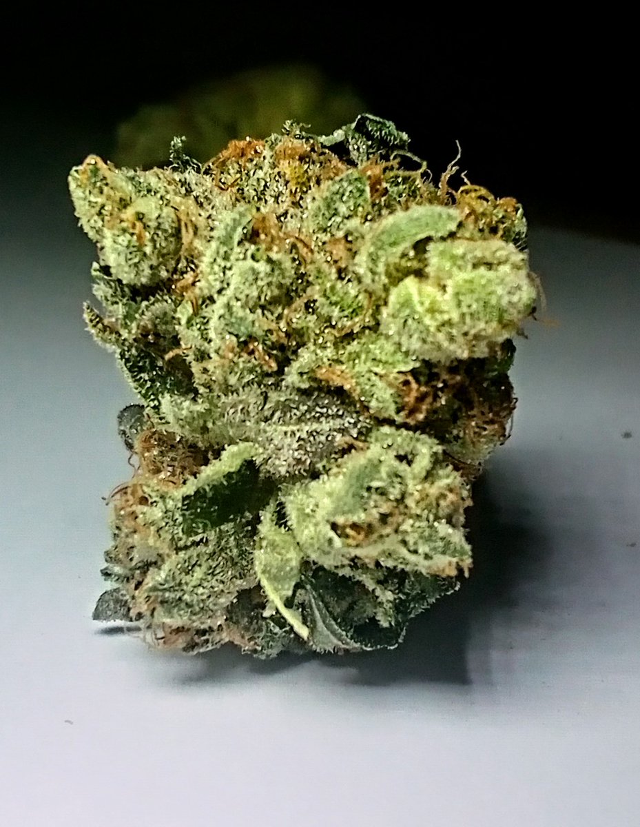 tastyterpenes's tweet photo. @708press @FeistyPK2 @Circe_420 @YIHBMerch @CannakittyTitty @LARRYIRBY6 @smokeydawg27 @jeffthe420chef @kinglucky420 @ganjagoddess_X @mabathoana I had some Forum Cookies x Alien Dog Cherry by Grow West of MD...these buds had alien faces!
#LetsEnjoyCannabis #AlienWeed #420life https://t.co/y0EyfUmHb7