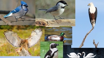 Today's "Morning Hello" question was; "What is your favourite bird?"  Owl, blue jay and penguin were some of the top replies.#GECDSBSLP2021 <a href="/BehrensClass/">Behrens Class</a> <a href="/ClaraHowitt/">Dr. Clara Howitt</a>