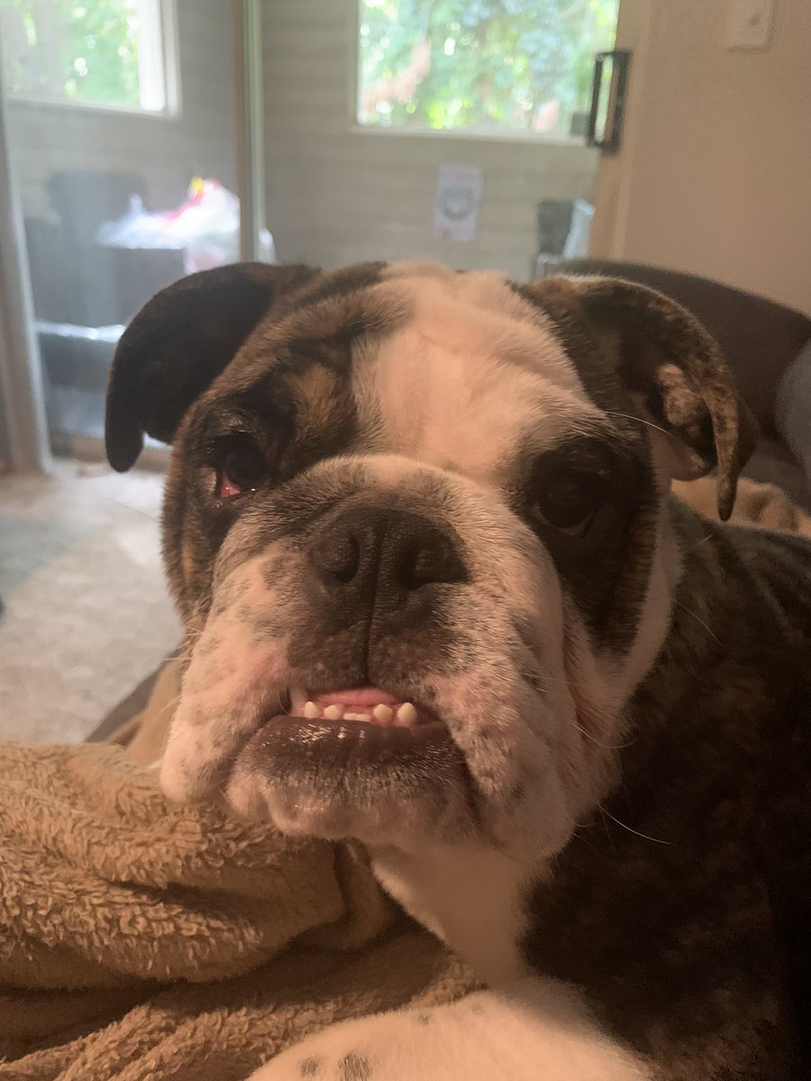 Puppypics Ilovepuppypics Twitter Puppypics Ilovepuppypics Twitter