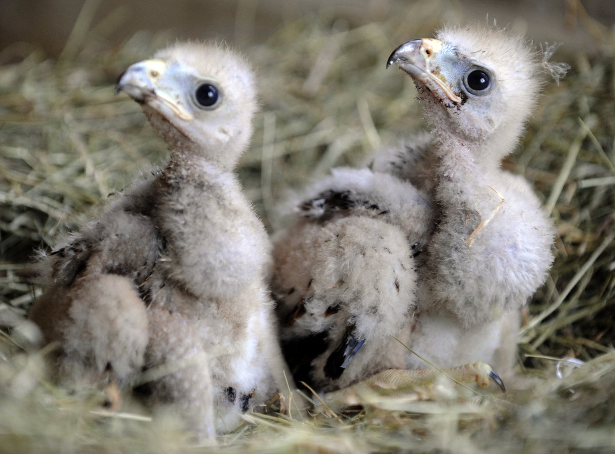 ajplus's tweet image. Over 100 baby birds in Oregon threw themselves from their nests to escape extreme heat in June, even though they were not ready to fly.

At least 13 had to be euthanized, say rescuers. Scientists say the heatwave would have been “virtually impossible” without climate change.