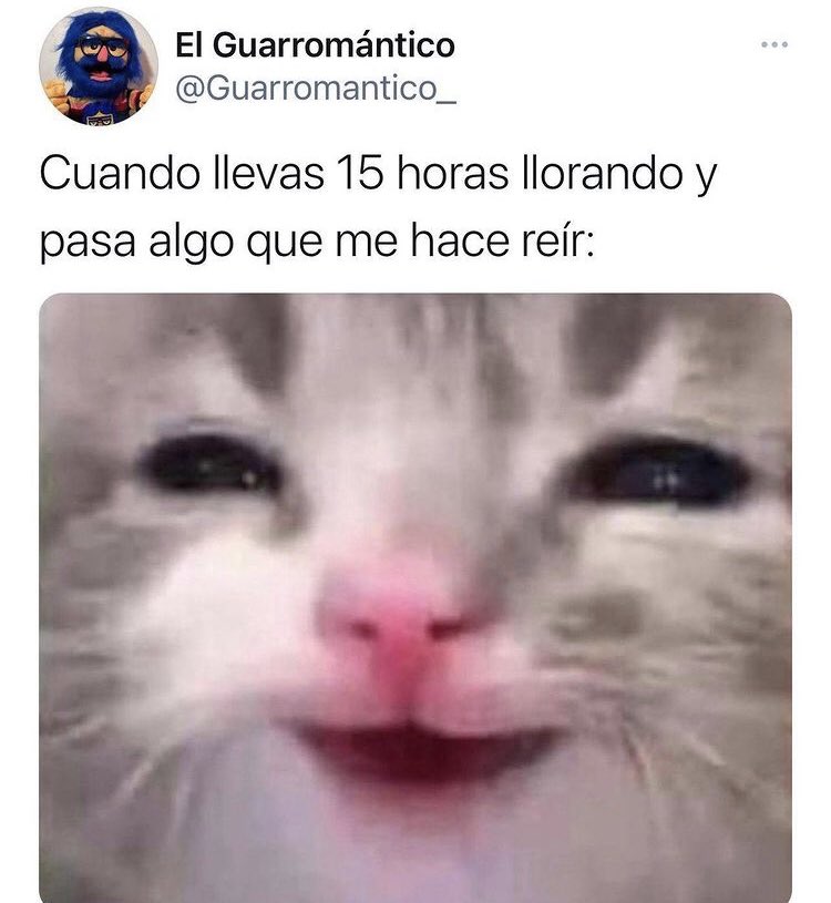 rosetechi's tweet image. Los memes de Stef jajaja