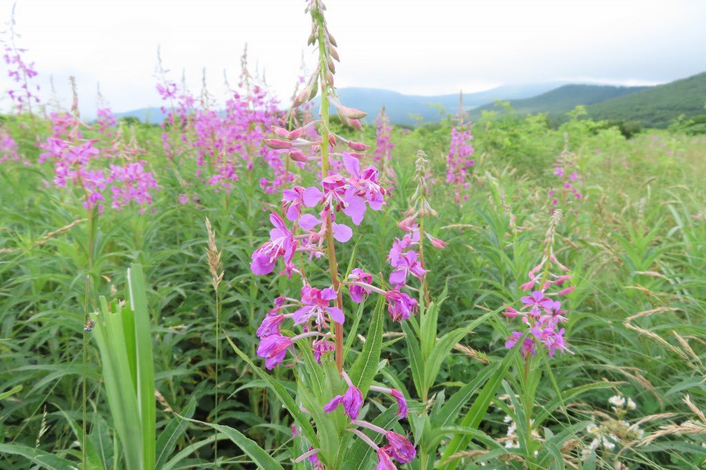 ヤナギラン Twitter Search Twitter