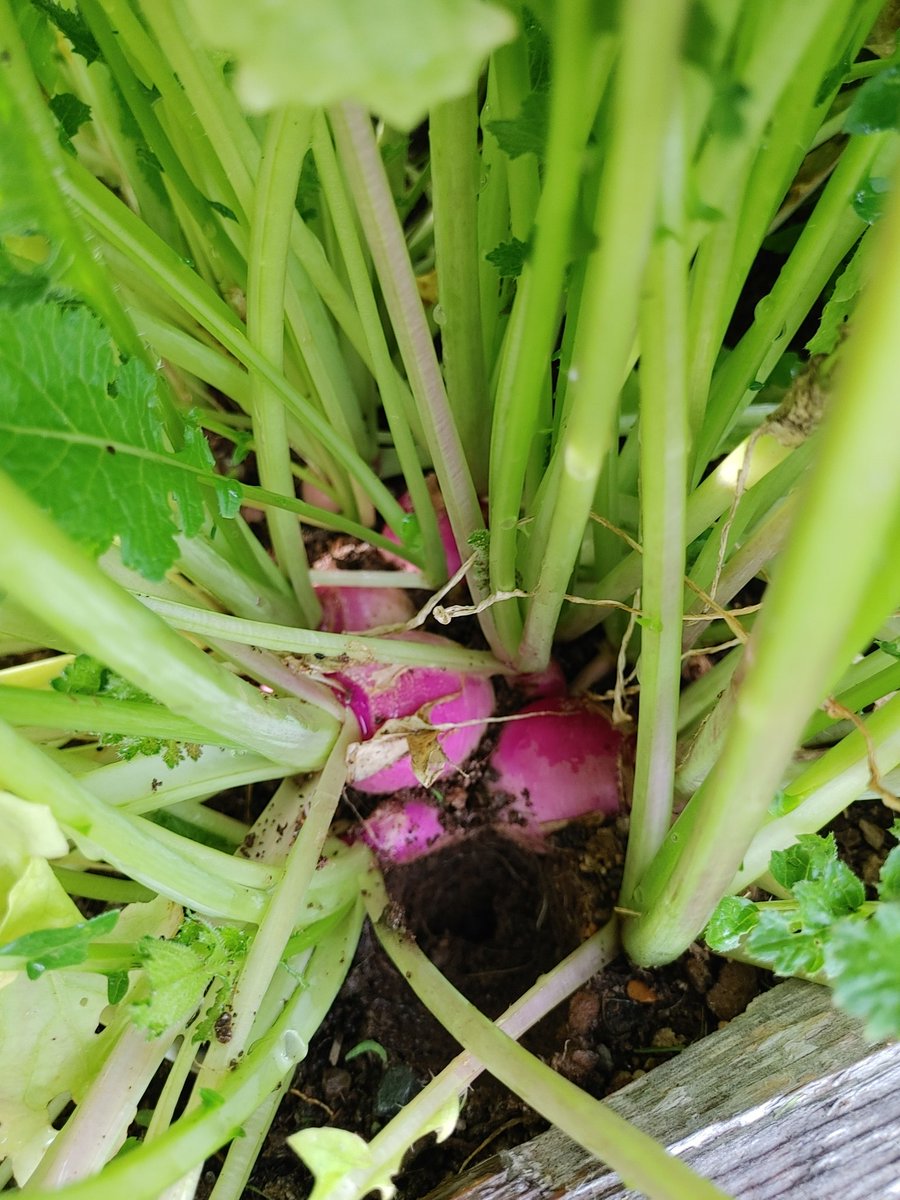 MrsTSabin's tweet photo. Made my (almost) daily trip to my plot at @Bayside_Broncos Community Garden today. I forgot how much I love growing things! I pulled a few turnips today! #IGrewThem! I've learned so much from the folks in the garden. Everyone is always willing to give tips and answer questions! https://t.co/BZ3GydMAg7