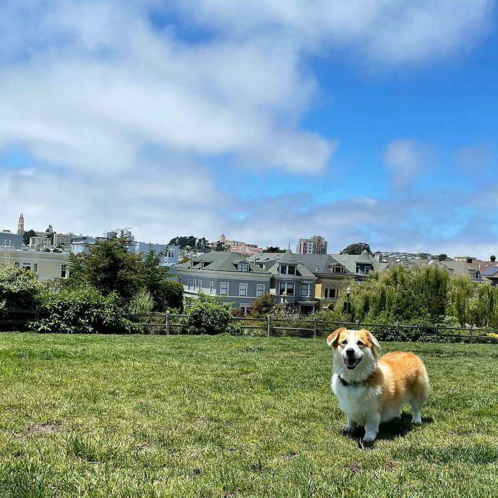 instagr.am/p/CRSDiejp1YV/ Back at my fave pee spot #tbt #findthetongue 🐶☀️
.
.
.
.
.
.
#tuesday #tuesdayvibes #tongueouttuesday #alamosquarepark #alamosquare #corgisofinstagram #corgi #corgination #dogsofinstagram #corgisofinstagram #corgi #corgination #dogsofinstagram #hayes…