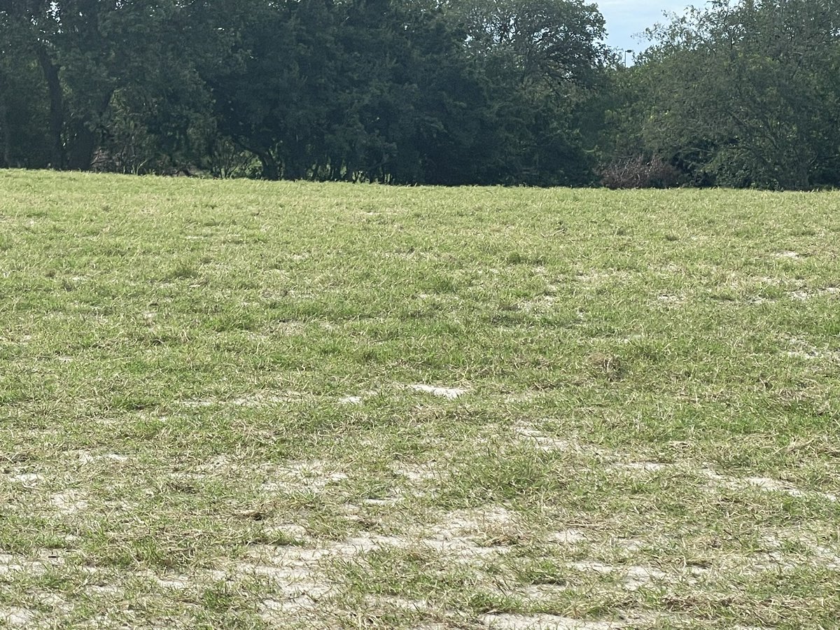 Weather has been good to us! Grow baby grow! ⛳️ it’s about that time to get the mowers ready 😎