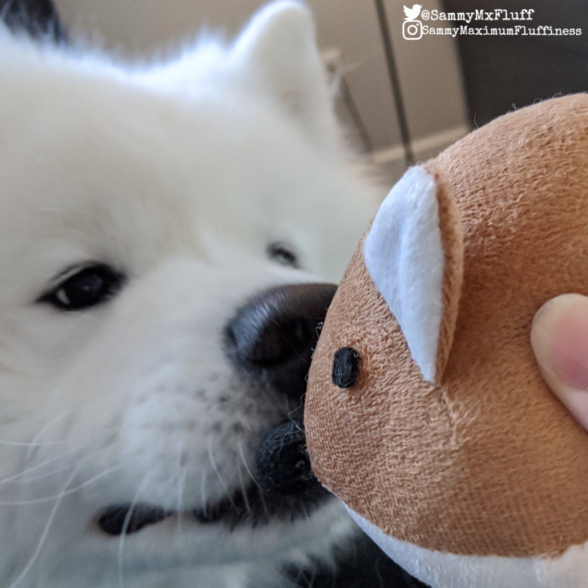 SammyMxFluff's tweet photo. Meet my long tail mouse "Mousey" He is good for squeaks, boops and bugging Mom when she is not paying attention! 😆🐾

#dogtoy #payattention #mousetoy #favoritetoy #Boop #bigpuppy #SammyMaximumFluffiness https://t.co/nlwdTL4Okq