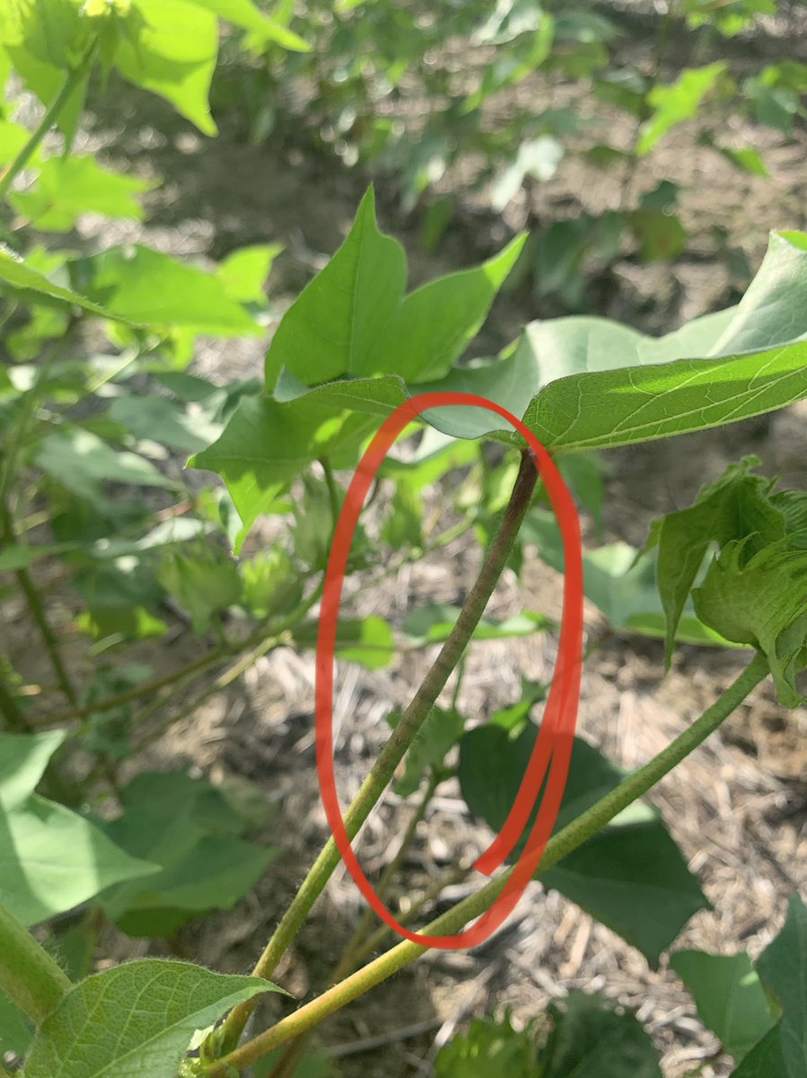 Concentric rings or “ringtail” around the petiole is a sign of boron deficiency in cotton. Recommendation is 0.5 lbs B per acre.