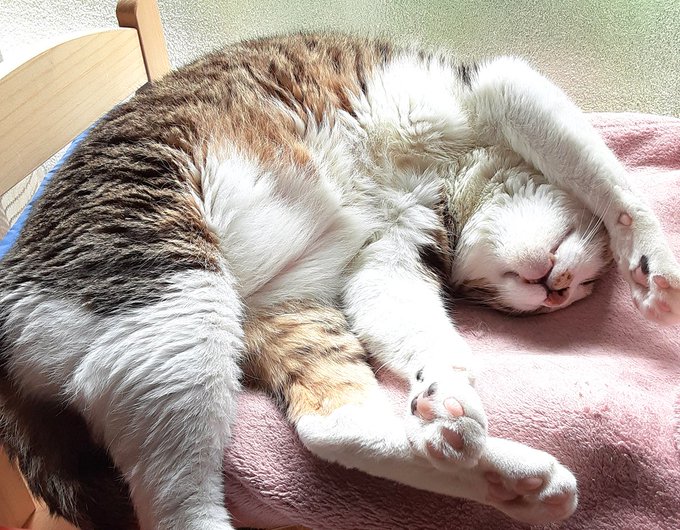 ねてるのえらい🐱かわいい
ベッドでねれちゃうのすごいえらいかわいい🐱 