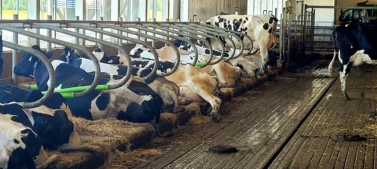 Bioret_Agri's tweet photo. Farm/customer visits this week in Northern Ontario with my pal @AlexRivard13. These cows love their #Bioret Agri Elista (latex memory foam) mattresses and #Aquaboard water brisket. Enhancing their comfort is the #cowcoon stall by @wilsonagri
#cowcomfort #OntAg #CanAg #AgTwitter https://t.co/GY7lyPC7hK