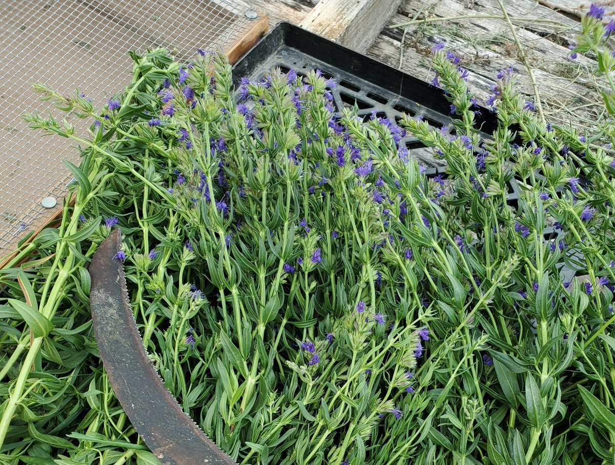 COAromatics's tweet image. Not all purple #flowers are #lavender. Do you know this #herb?  #berbfarm #gardening #skincare