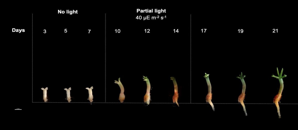 Roger Hellens tweet media