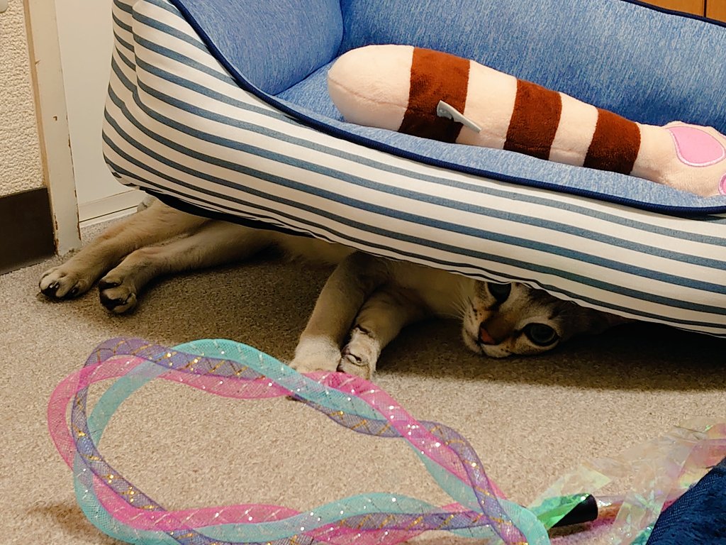 猫のいる幸せ Hotワード