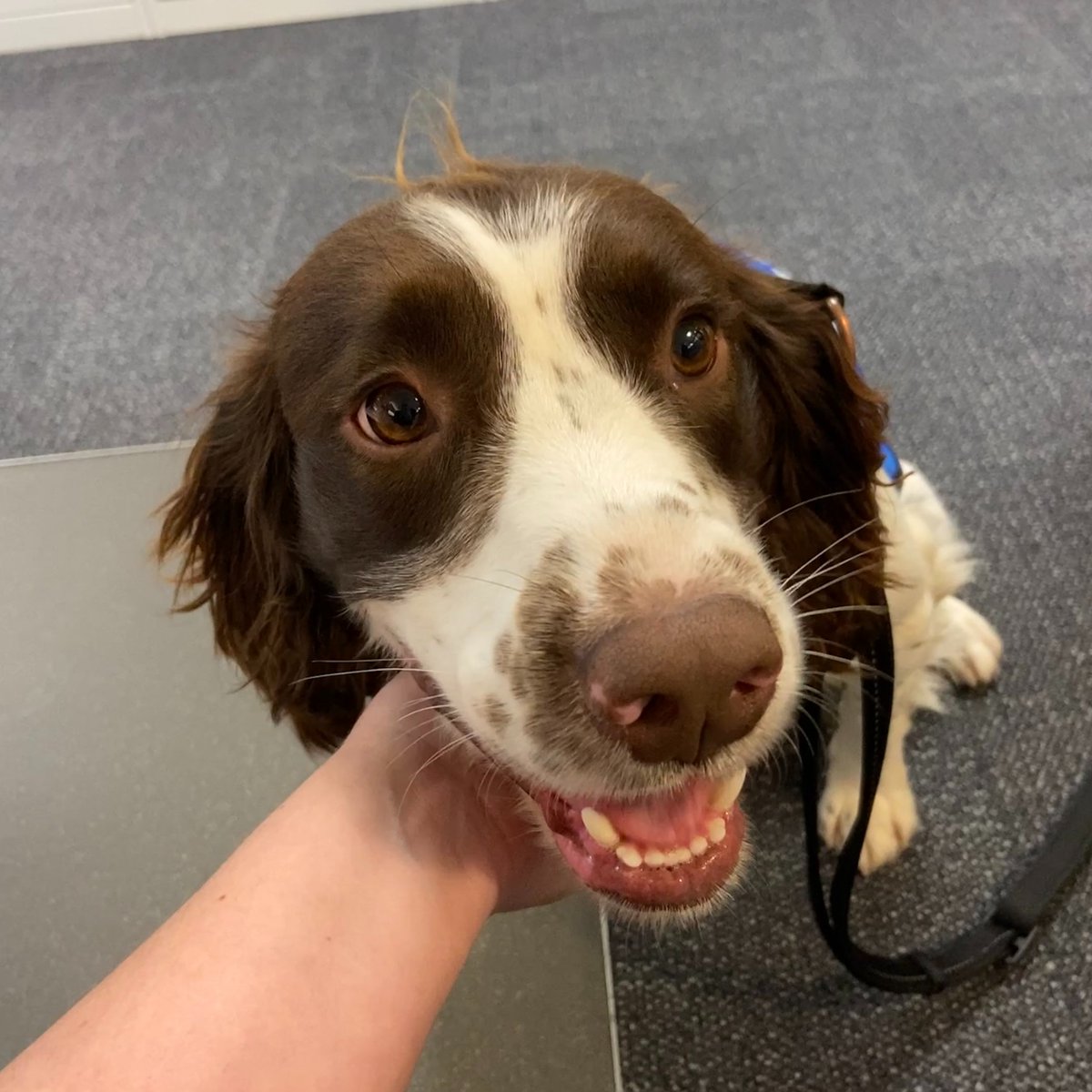 AklCouncil's tweet photo. ๐ถ Zip๐ถ
๐ฏ Mustelids (stoat/weasel/ferret)
๐พ 3 years old
๐ English Springer Spaniel
๐ท taken during our Environmental Services team meeting in our Albert Street office.
#BiosecurityDog https://t.co/bz6Oss5BDa