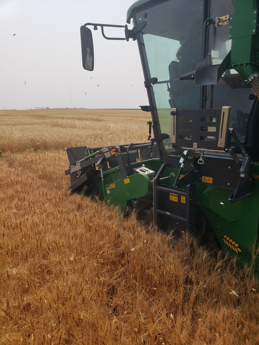 Cody Creech (@ne_drylandcrops) on Twitter photo NE winter wheat variety testing results will be available soon. 8 out of 18 sites have been harvested and sample analysis is under way thanks to a great crew. Stay tuned! <a href="/AC_Easterly/">Amanda Easterly</a> <a href="/NebraskaWheat/">Nebraska Wheat</a> NE winter wheat variety testing results will be available soon. 8 out of 18 sites have been harvested and sample analysis is under way thanks to a great crew. Stay tuned! <a href="/AC_Easterly/">Amanda Easterly</a> <a href="/NebraskaWheat/">Nebraska Wheat</a>