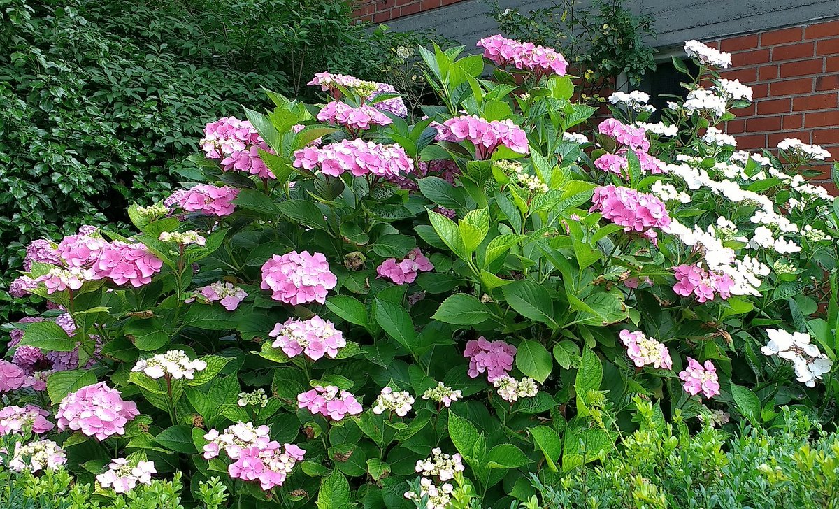 peac4love's tweet photo. 💐🍸🍷🎶🌈🌅#hamburg today🌳#Hydrangeas🌺🌳🌙#GoodEvening Friends!🌖🌾❤🎨❤🌤💖☮✨☮peace☮✨💖✨love💖✨ No war!🌎🌳🚴‍♀️🏕🏔🍀🌱🥀🌷#COVIDー19 #staysafe https://t.co/xuLa1qm6QV