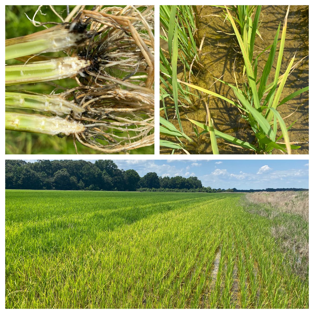 JHardke's tweet photo. Field with a look of potassium deficiency. Plants have black roots = hydrogen sulfide toxicity. Plants in worst areas have crown rot, better areas only mild blackening of roots. Drain to reverse situation &amp; save what we can. #ARrice https://t.co/blY9A1FZ6p