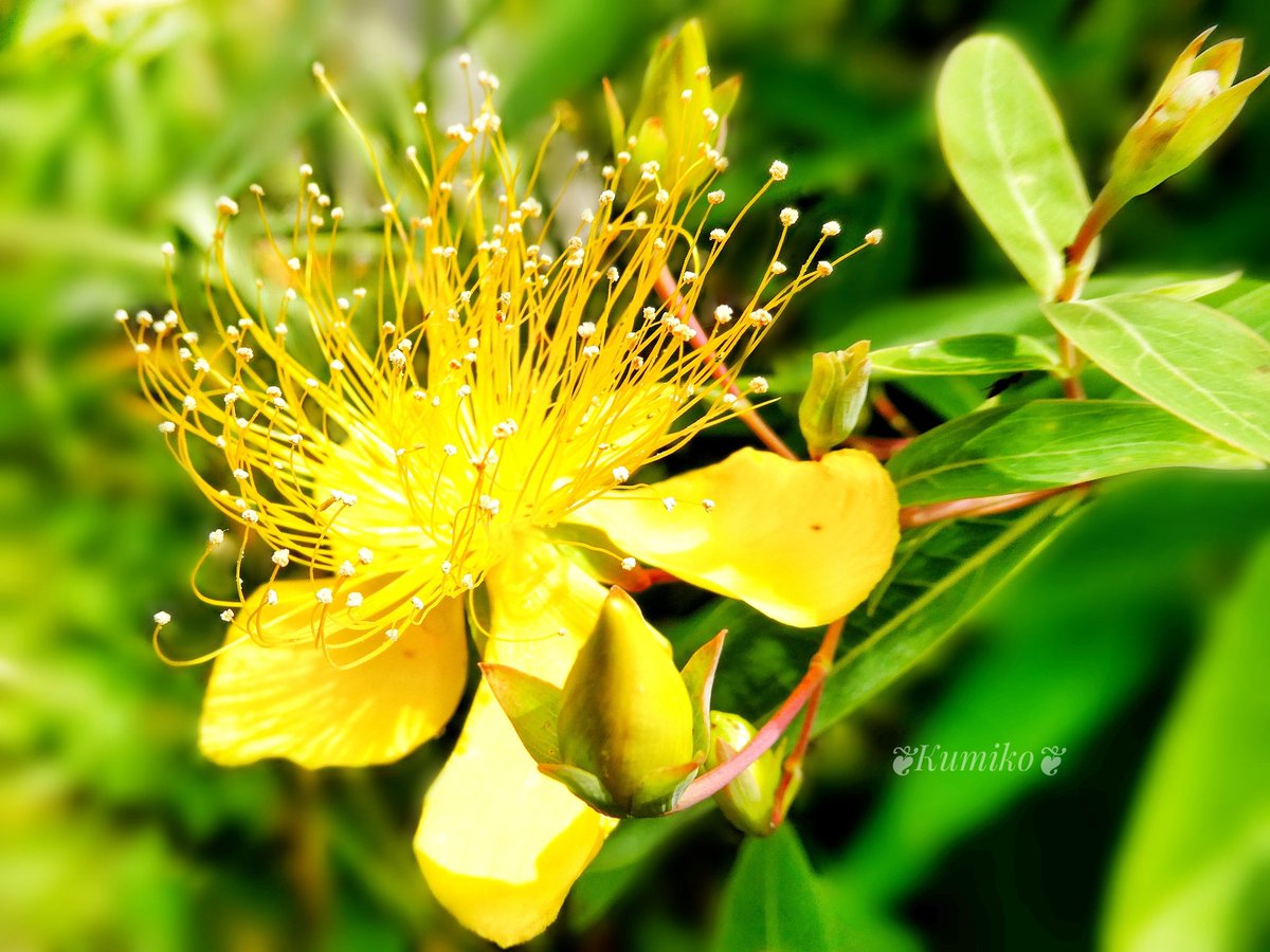 Bluepoppy Bluestar 7 14 水 おはようございます 誕生花 ビヨウヤナギ 花言葉 気高さ 幸い 有用 薬用 多感 諦め おめでとうございます 東京 未央柳 美容柳 美女柳 金線海棠 きんせいかいどう