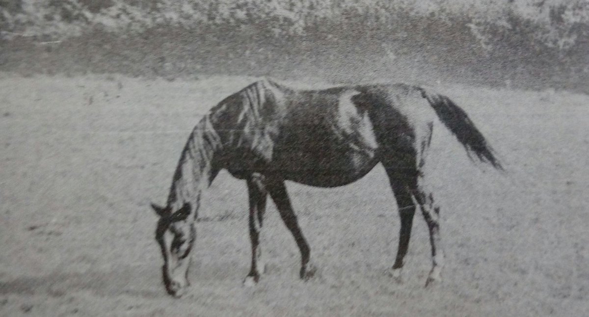 HORSERACING1002's tweet photo. ROMANELLA Ribot's dan
#Romanella #Ribot https://t.co/0LcXfBtyAe