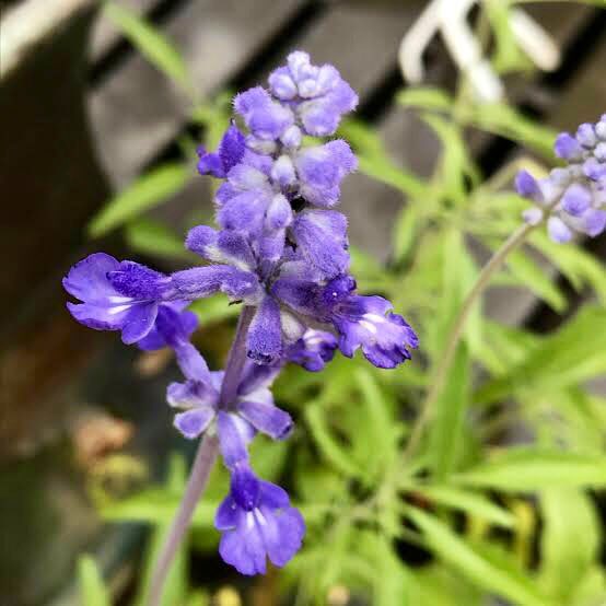 تويتر もも على تويتر おはようございます 7 14誕生花 ブルーサルビア 花言葉 永遠にあなたのもの 別名メアリーセージ サルビアの中のファリナセアという品種をこの花名で呼び 赤いサルビアはスプレンデンスという品種名です サルビアはラテン語で健康を意味