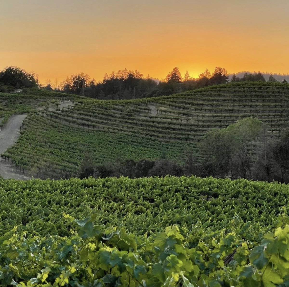 Spring Mountain does summer sunsets like nowhere else.😍 

#springmountain #napavalley #schweigervineyards #visitnapavalley #winery #sunset #vineyard #winery