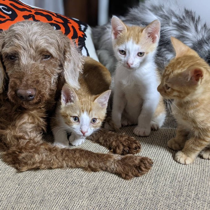 画像まとめ 犬と猫どっちも飼ってると毎日たのしい 新着 17ページ目 アニメレーダー