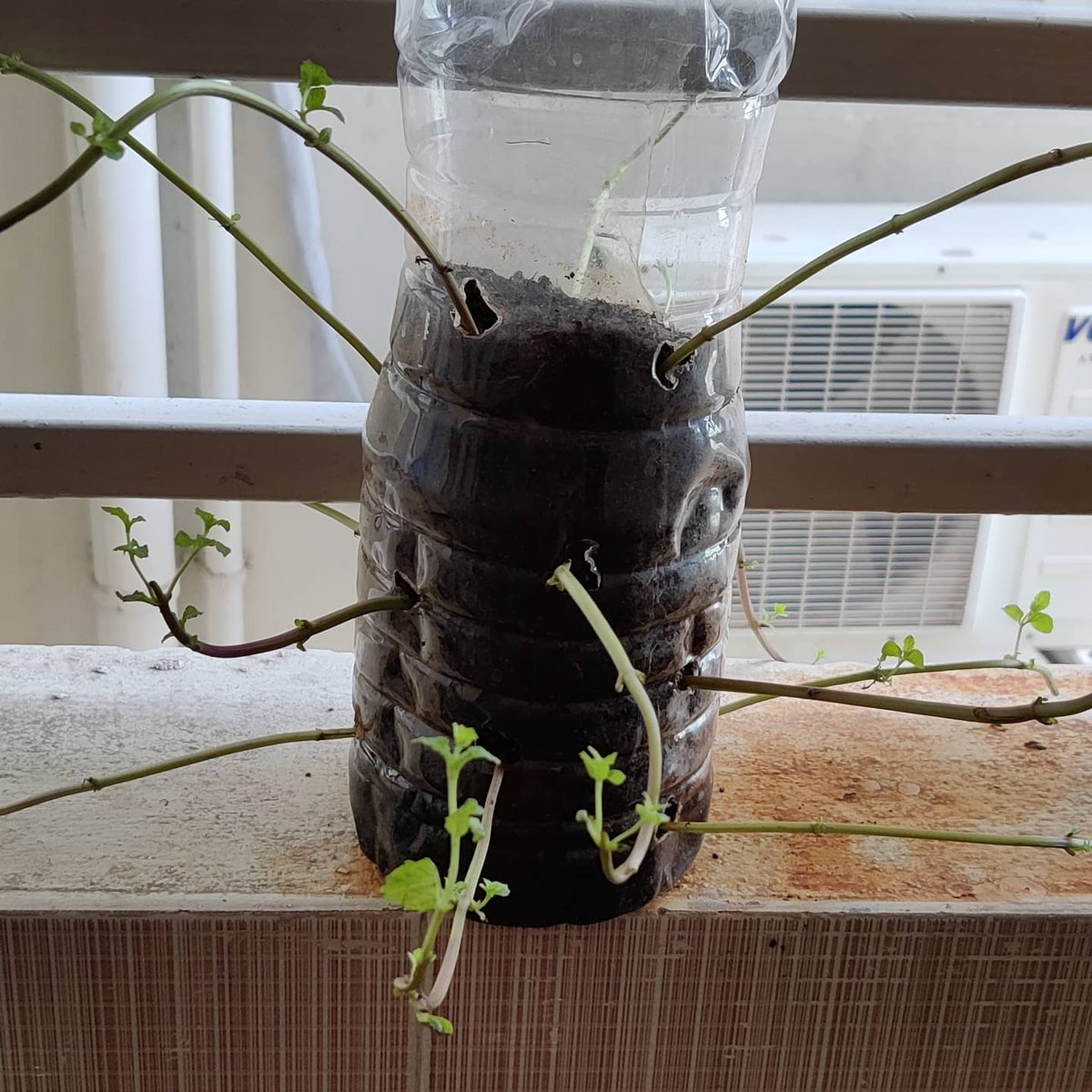 lokyacrafts's tweet photo. Growing Mint from Cuttings
#mint #mintfresh #mintgrowing #growingmint #pudinaplant #howtogrowmint #gardeningideas #lokyacrafts #homegarden #homegardening #homegardener #homegardeningforbeginners #recyclingideas #recyclingcrafts #bestoutofwaste #bestoutofwastecrafts https://t.co/AnEYYy5X8C
