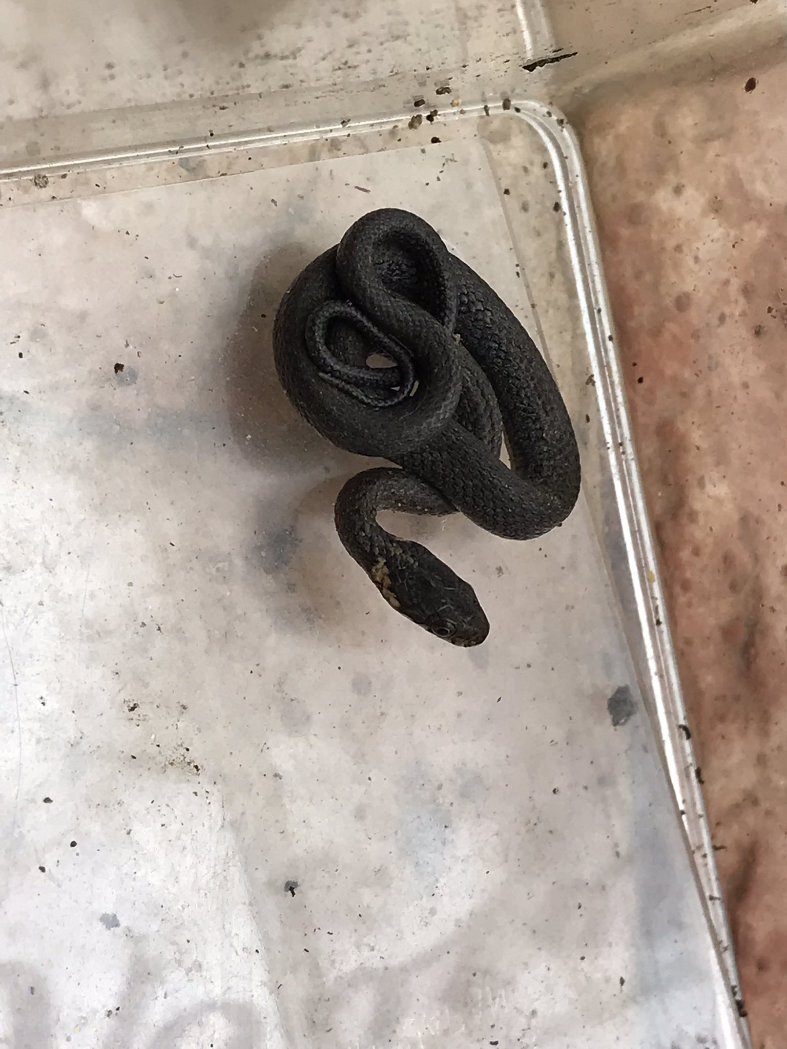 Pastel この蛇は なに蛇の子がわかる方 いらっしゃいますか 庭で 捕まえたのですが マムシだったら 怖いので どなたか教えて下さい へび 蛇 蛇の赤ちゃん T Co N0mruf3z7d Twitter