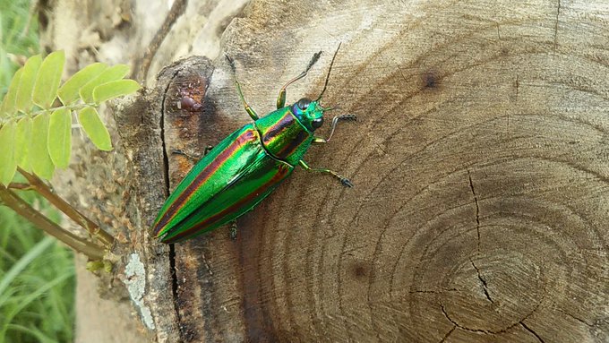 ヤマトタマムシをつかまえて
いい感じに木にとまらせて
写真を撮ろうとして
逃げられる 